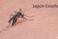 Japon Ensefaliti