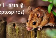 Weil Hastalığı (leptospiroz)