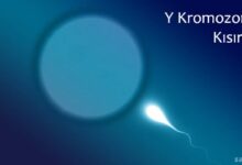 Y Kromozomu Kısırlığı Nedir?