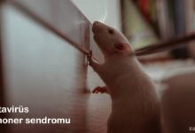 Hantavirüs Pulmoner Sendromu