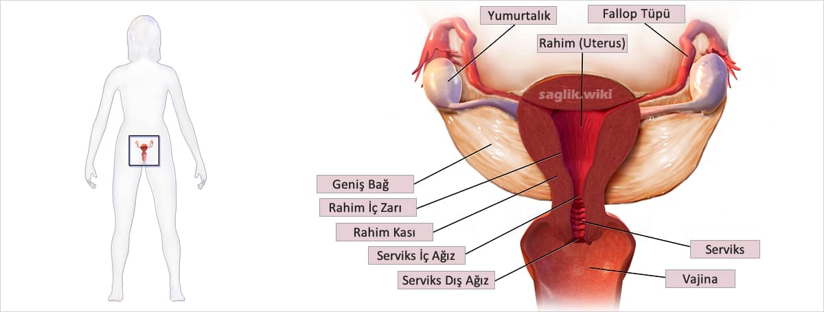 rahim anatomisi